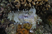Sepia prashadi seiche a papilles-Safaga Coral Beach-5m-20171123nuit-Denis-ADER-DSC_3745_tn